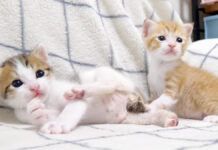 オモチャが気になる子猫達