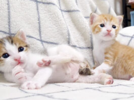 オモチャが気になる子猫達