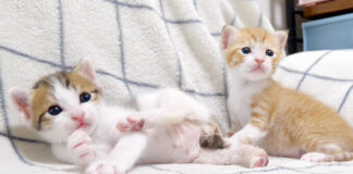 オモチャが気になる子猫達