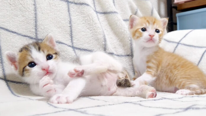 オモチャが気になる子猫達