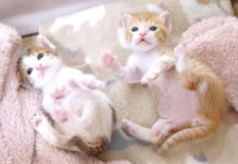 仲良く並んで謎のダンスを踊り始めた子猫達にキュンとする ( *´艸`)♡ 謎のダンスを踊る子猫達