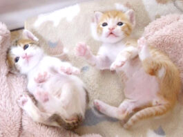 謎のダンスを踊る子猫達