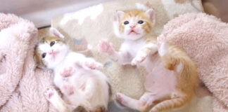 謎のダンスを踊る子猫達