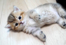 寝床から出た瞬間に力尽きてしまった子猫の可愛い姿にキュンとする♡ サークルから出た子猫