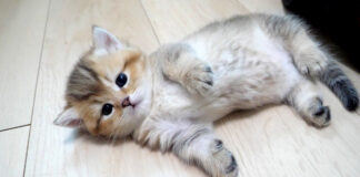 サークルから出た子猫