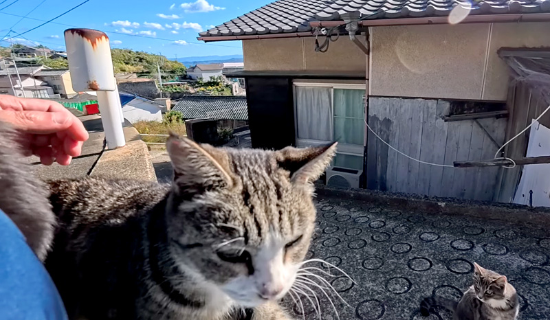 猫の関所の猫達