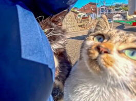 ポケットの中を調べる猫