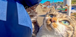 ポケットの中を調べる猫