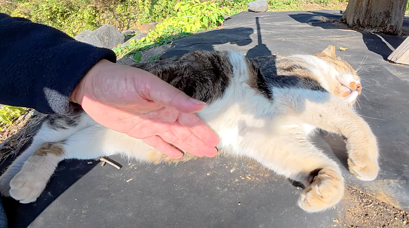 ナデナデを堪能する猫