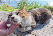 島の展望台に行ったら、喉を爆音で鳴らすキジ白猫さんに遭遇 (〃∇〃)! ナデナデを堪能する猫