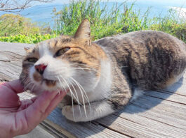 ナデナデを堪能する猫