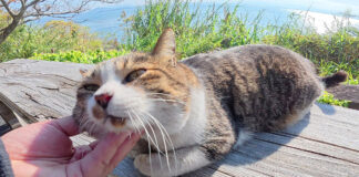 ナデナデを堪能する猫