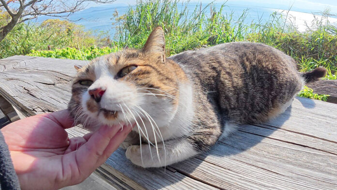 ナデナデを堪能する猫