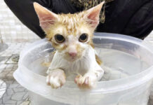 お風呂に入る子猫