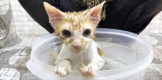 お風呂に入る子猫