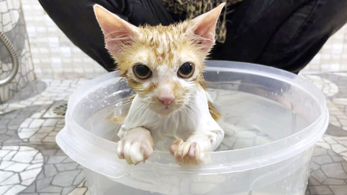 nomiboroboro_neko_title お風呂に入る子猫