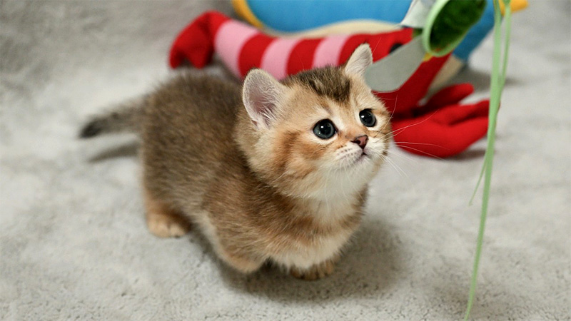 オモチャで遊ぶ子猫