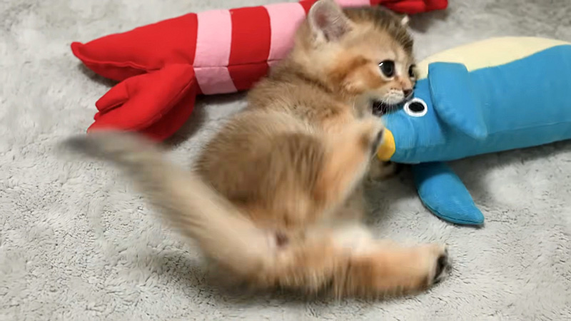 イライラする子猫