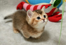 オモチャで遊ぶ子猫