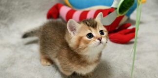 オモチャで遊ぶ子猫