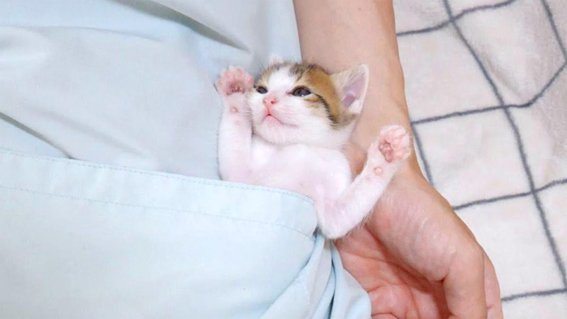 ポケットでウトウトする子猫