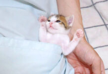 ミルクでお腹を満たした子猫が、ポケットの中で可愛すぎることになってました ( *´艸`)♡ ポケットでウトウトする子猫