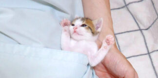 ポケットでウトウトする子猫