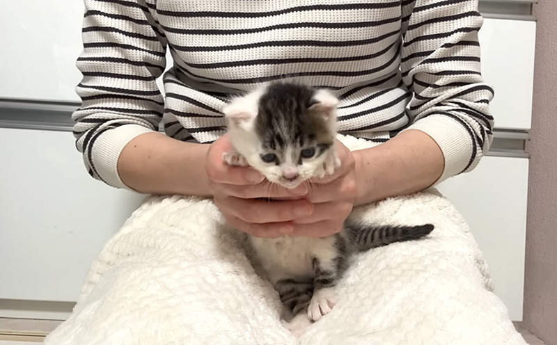持たれる子猫
