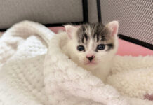 保護された子猫