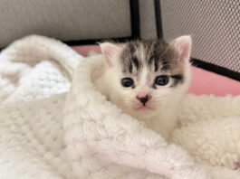 保護された子猫