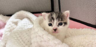 保護された子猫