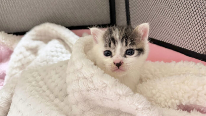 oodoori_neko_title 保護された子猫