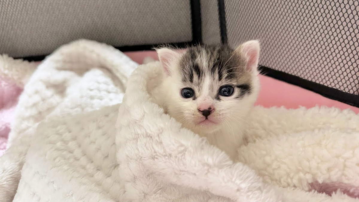 大通り沿いに独りぼっちでいた子猫を保護。戸惑いながらも人間の愛情を