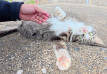 幼い頃から人間にモフられ過ぎて、警戒心を失ってしまった子猫達が可愛い♪ 警戒心を失ってしまった子猫