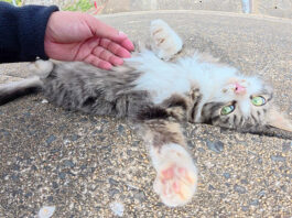 警戒心を失ってしまった子猫