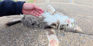 警戒心を失ってしまった子猫