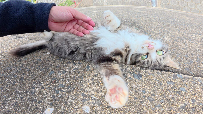 警戒心を失ってしまった子猫