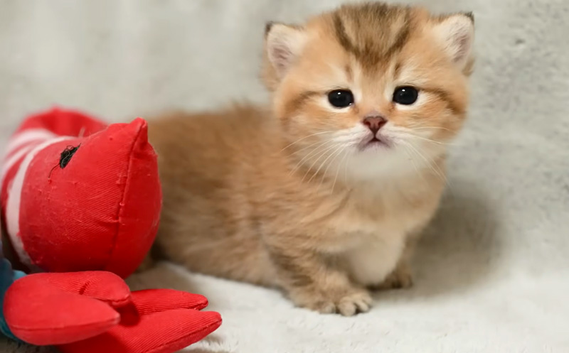 お産箱の中をよちよち歩き回る子猫