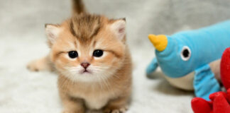 お産箱の中をよちよち歩き回る子猫