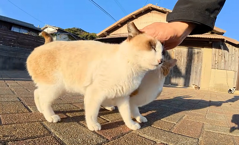 撫でられる猫