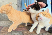 おしくらまんじゅうする猫達