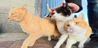 おしくらまんじゅうする猫達