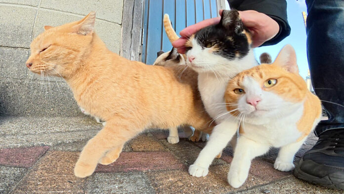 おしくらまんじゅうする猫達