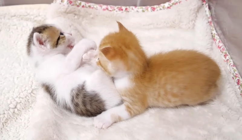 じゃれ合う子猫達