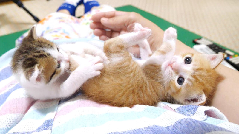 お尻をかじられた子猫