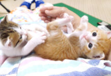 お尻をかじられた子猫