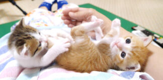 お尻をかじられた子猫