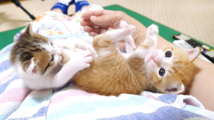 お尻をかじられた子猫