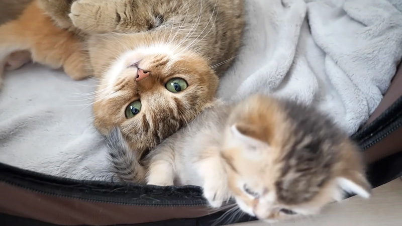 子猫を心配する母猫