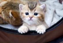 お外に出たい子猫